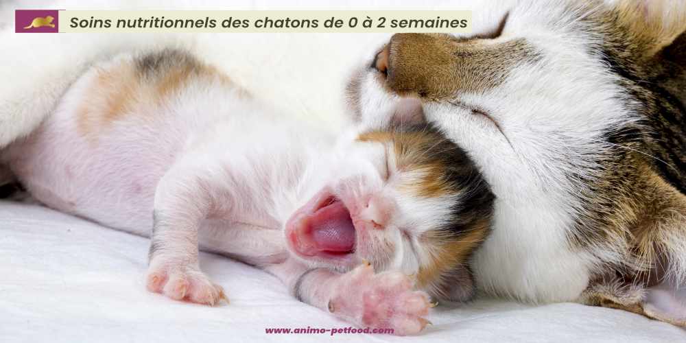 soins-nutritionnels-des-chatons-age-0-2-semaines